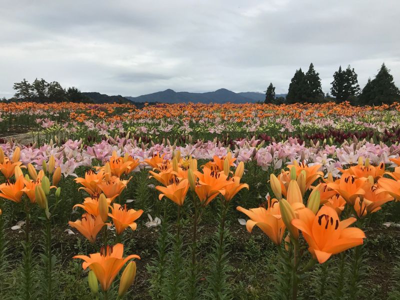 Beautiful lilies at Tsukioka Park photo