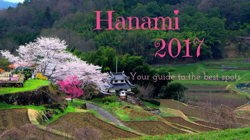 Hanami in Japan 2017: The most popular hanami spots across Japan photo