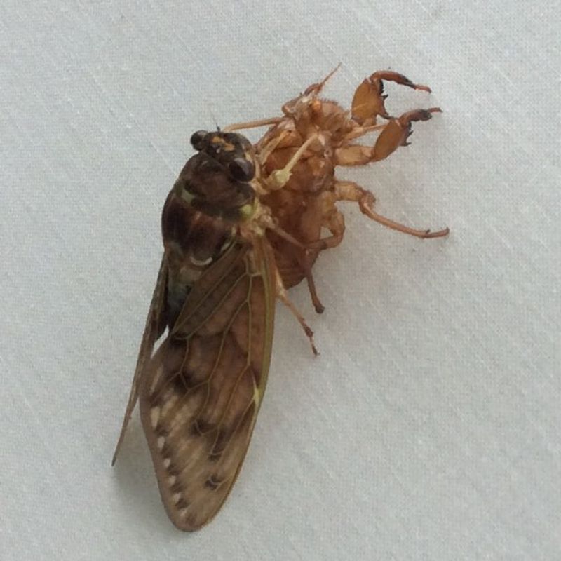 Where are all the cicadas? photo