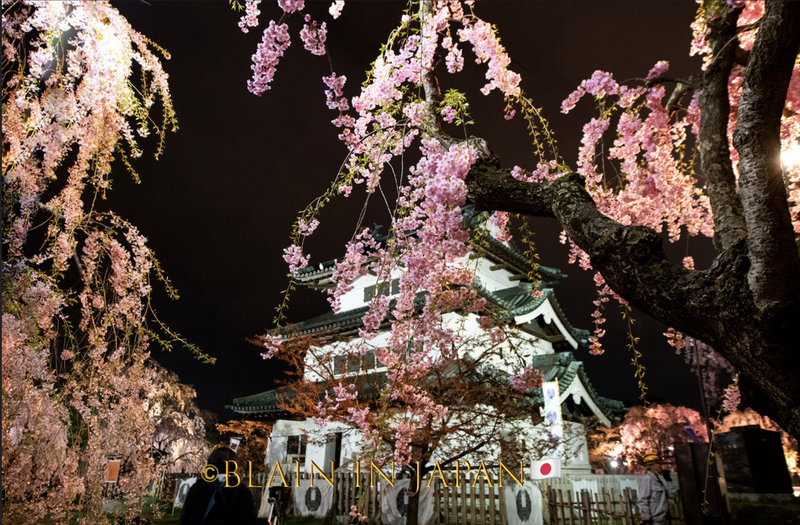 Earliest Cherry Blossoms in Japan photo