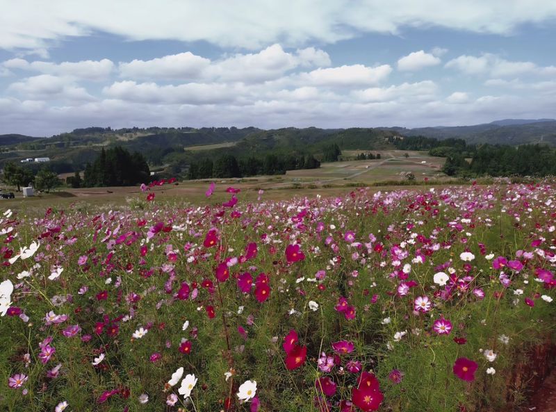 It's cosmos time photo