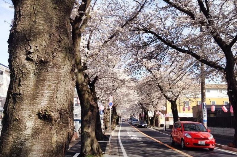 Best cherry blossom spots: Matsudo City's Sakuradori photo
