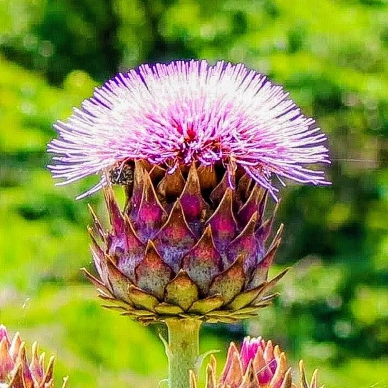Is your birthday flower the thistle? photo