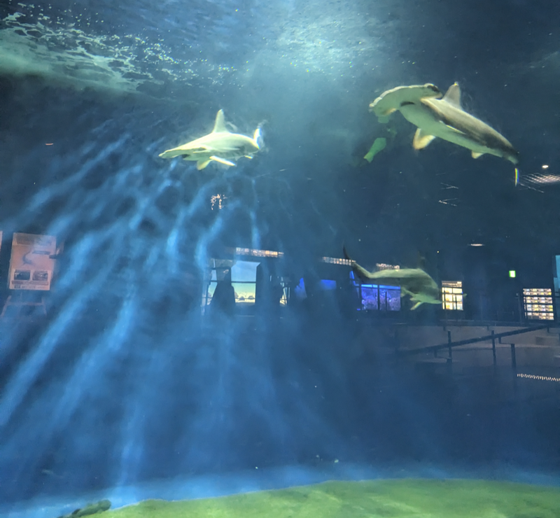 Holiday Family Fun at Oarai Aquarium in Ibaraki  photo