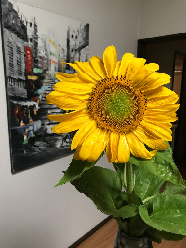 Happy, sunny sunflowers  photo