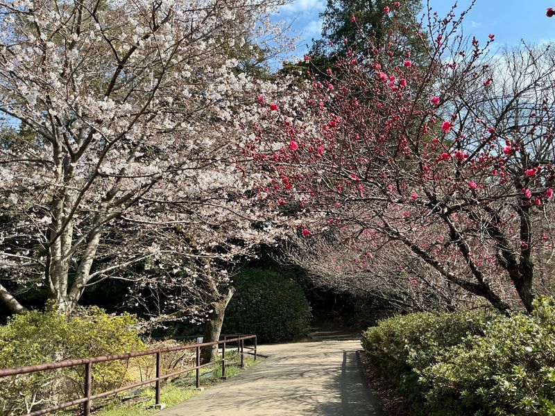 Shimizu Park cherry blossoms SPOT REPORT photo