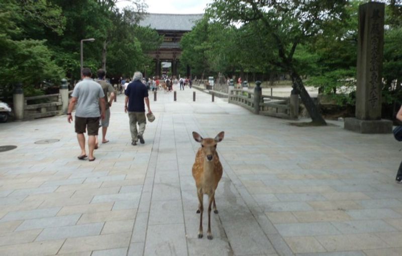 奈良做的五件最好的事情 photo