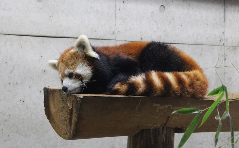 International Red Panda Day, always marked in Japan photo