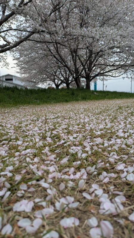 Cherry Blossom Lingo: spilled cherry blossoms photo