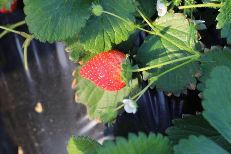 A good day for strawberries photo