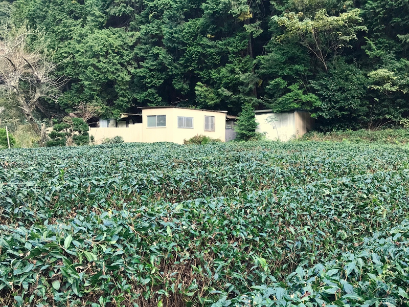 石司麻美のハーブ緑茶の世界 vol.6 放置茶園の再生茶「生粋」 photo