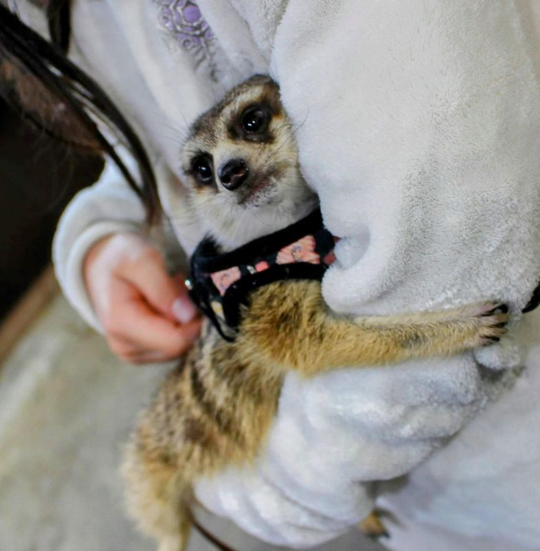 Rainy season ideas: ⑯ interact with animals photo