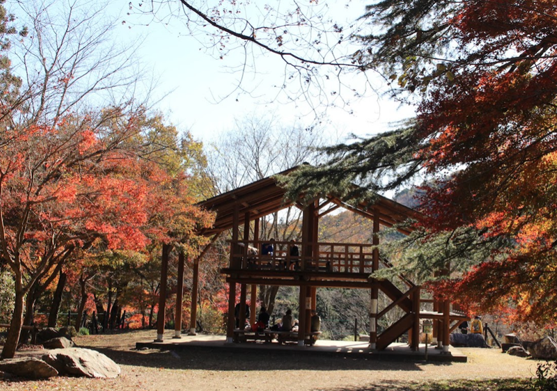Seasonal Relaxation: Autumn Leaf Viewing photo