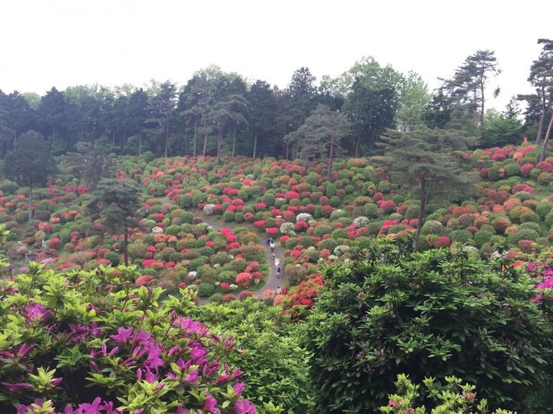 One of Tokyo's best azalea events is this weekend photo