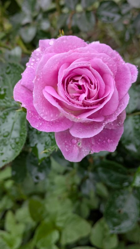 Spring flowers in Japan: roses photo