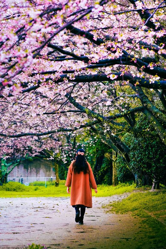 Le Japon est un PARADIS DE FLEURS ! photo