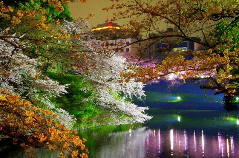 樱花与东京的艺术相遇：2019年身临其境的樱花体验 photo