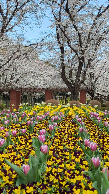 Violet, a birthday flower of January 9th photo