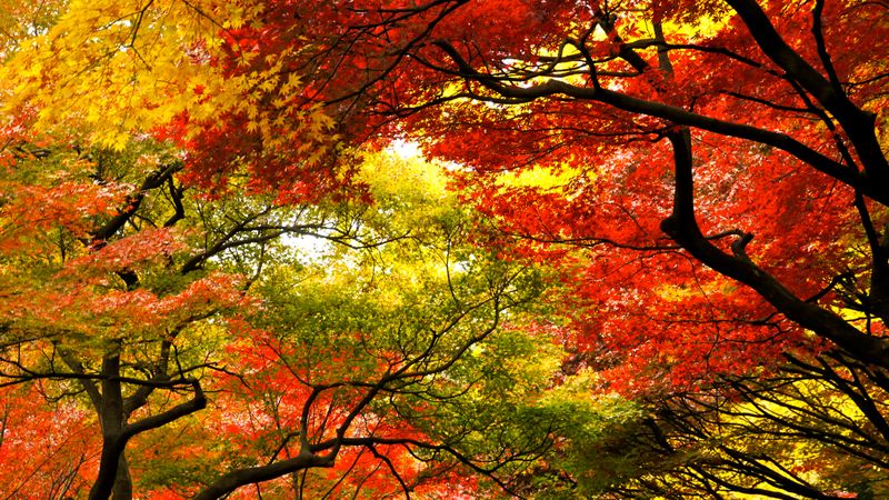 3 ways to enjoy the best of Autumn in Tokyo photo