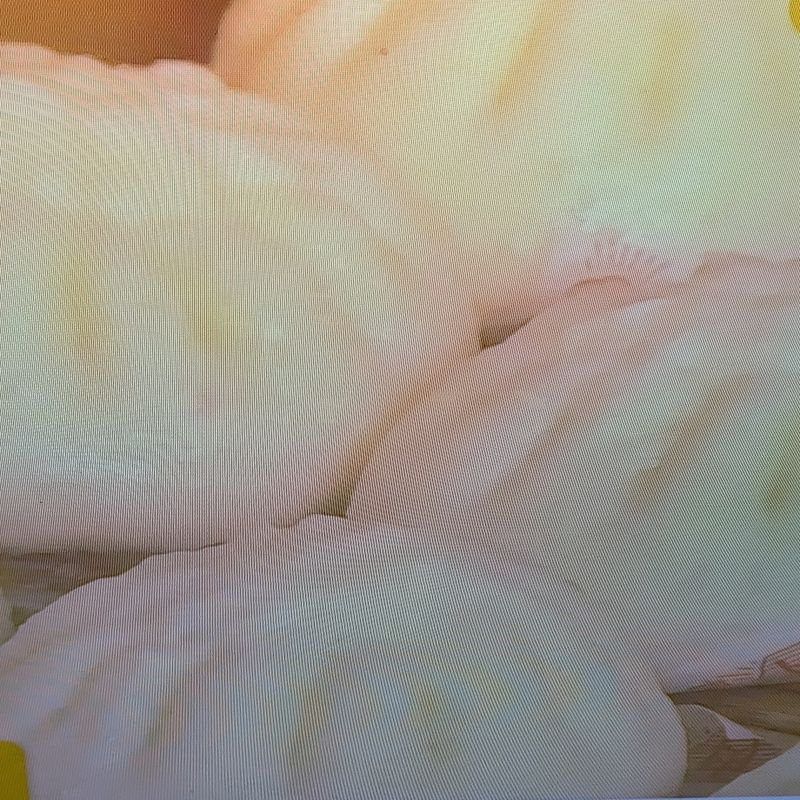 A day for pizza buns photo