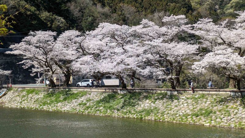 Cherry blossoms, a birthday flower of April 21st photo