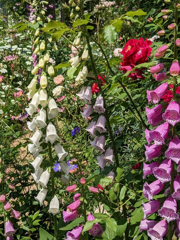 Foxglove, a birthday flower of May 23rd photo