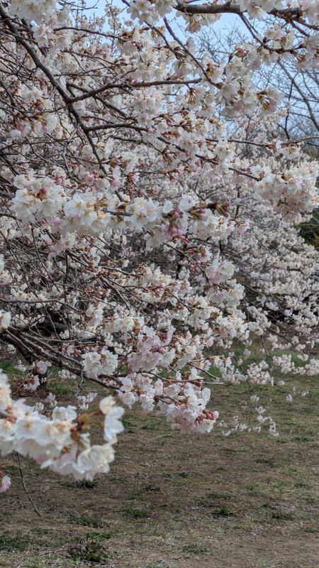 Cherry blossom lingo: full bloom photo
