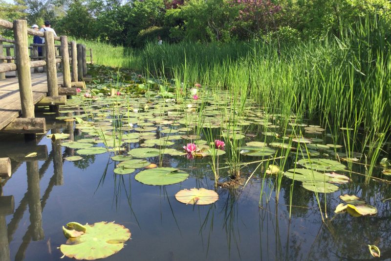 Learn about Indigenous Plants at Botanical Gardens photo