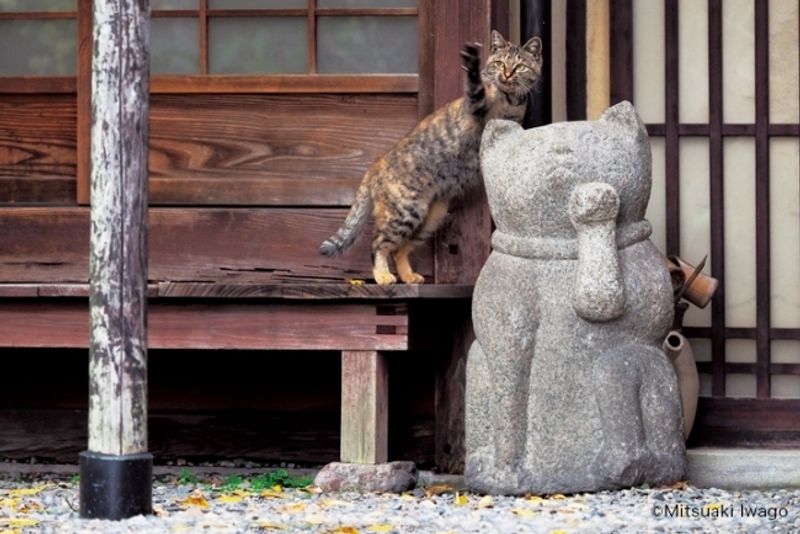 ねこの京都 / Neko no Kyoto: Cats + Kyoto = Japan eye candy from photographer Mitsuaki Iwagō photo