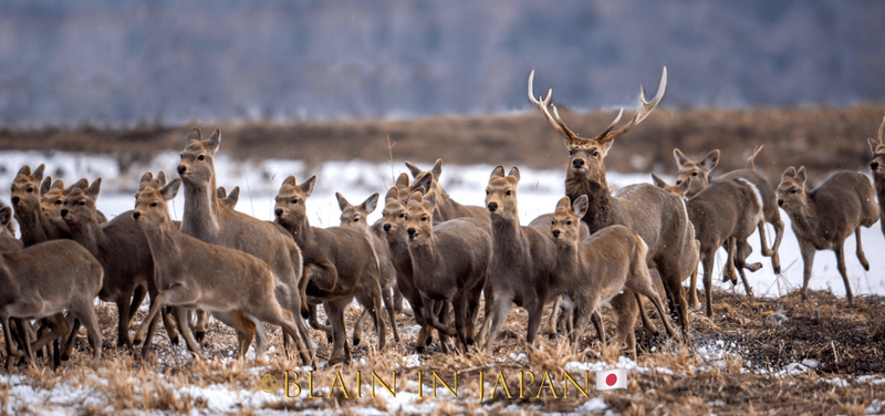 Largest Herd of Ezo Sika Deer Ever Photographed on Our Planet! photo