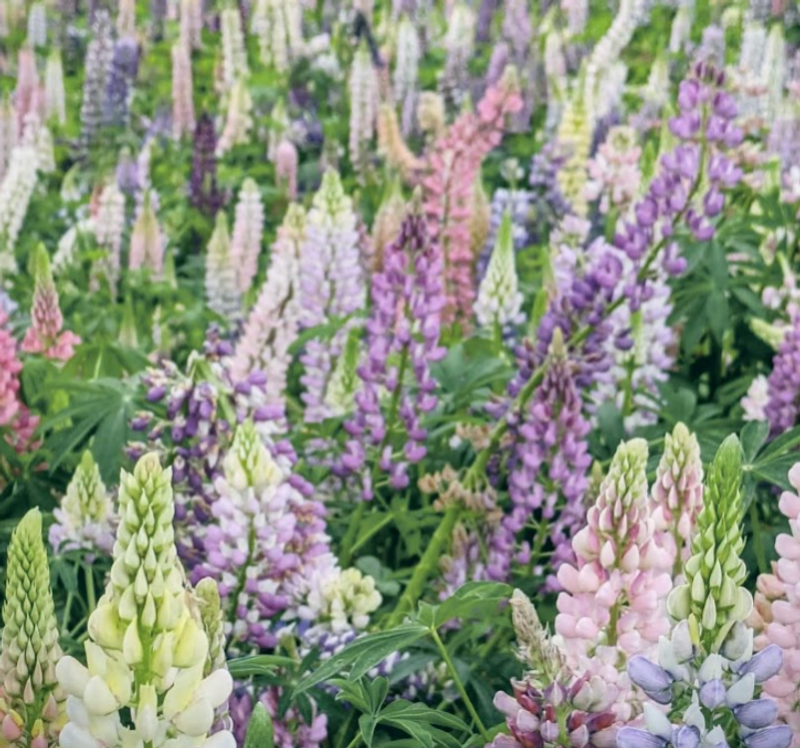 Five flowers in bloom right now in many parts of Japan photo