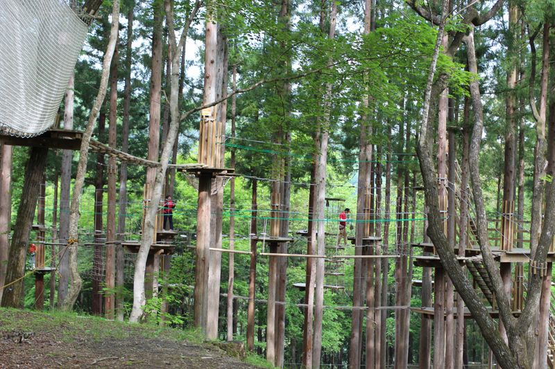 Treetop Athletics - A Different Way to Meet the Forest photo