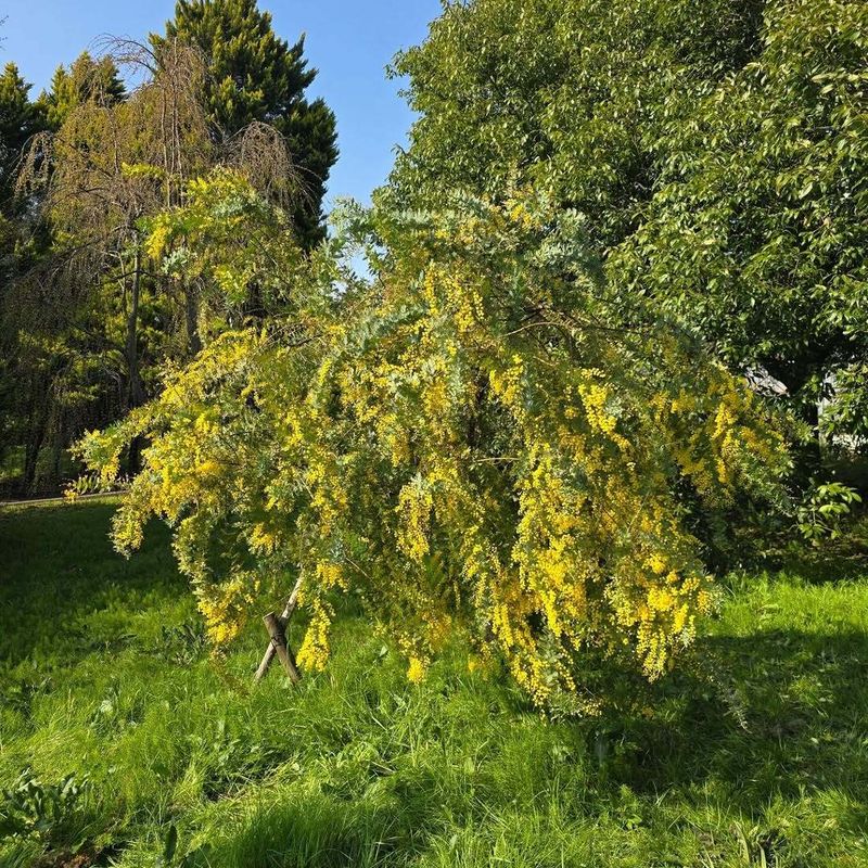 Yellows of spring photo