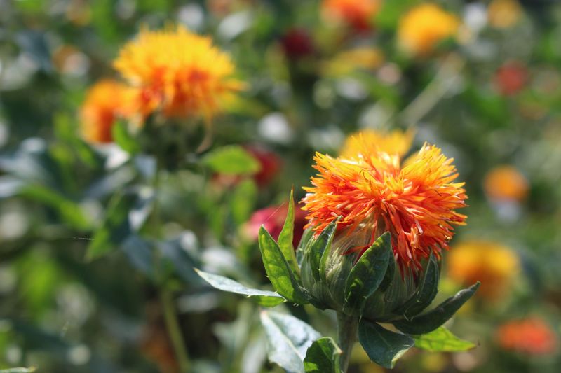 The Safflower in Japan photo