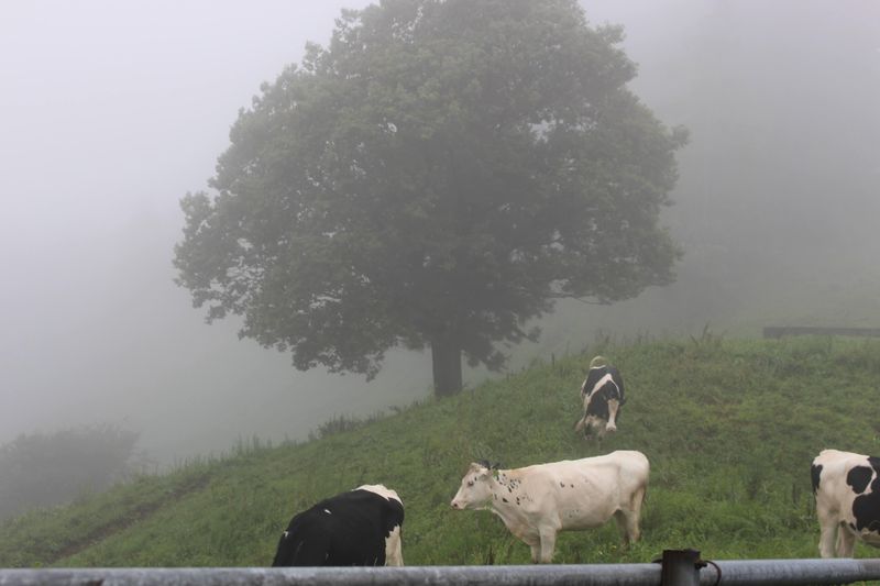 Mist starts to linger photo