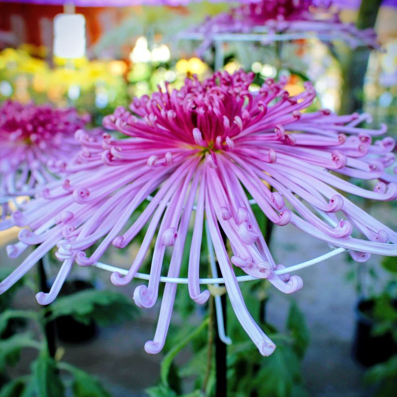 Chrysanthemum Festival at Kameido Tenjin shrine photo
