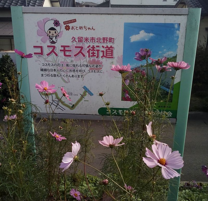 Cosmos Park In Kitano Machi Kurume City Cost
