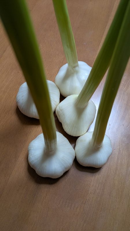 My first garlic harvesting experience photo