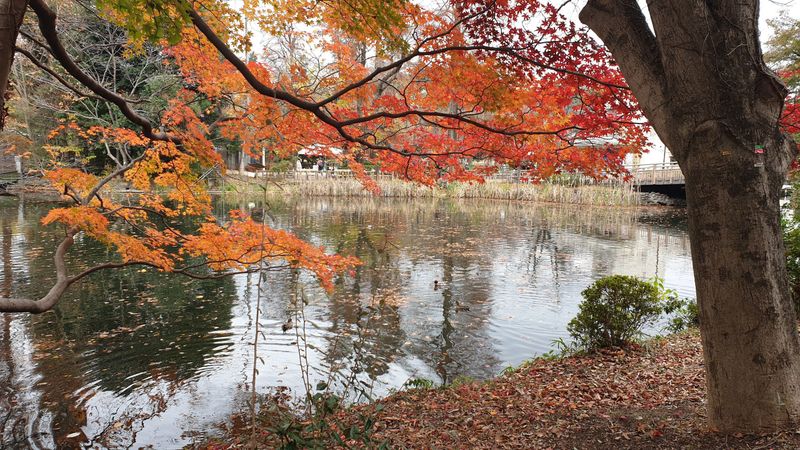 A walk through Inokashira Park in Autumn [SPOT REPORT] photo