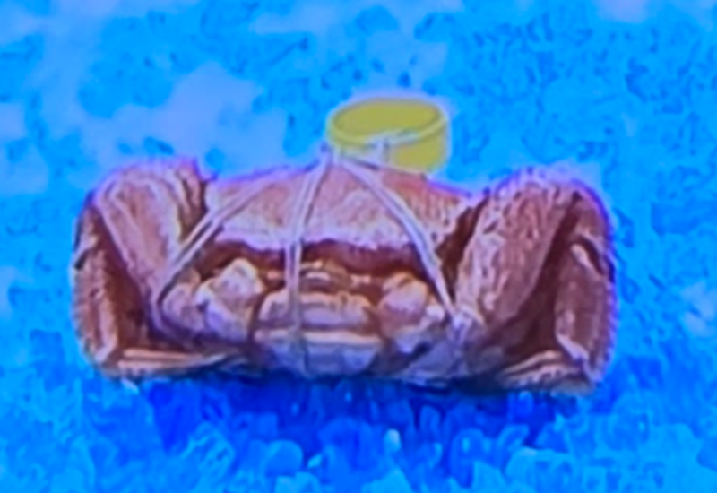 Crab in a crane game! photo