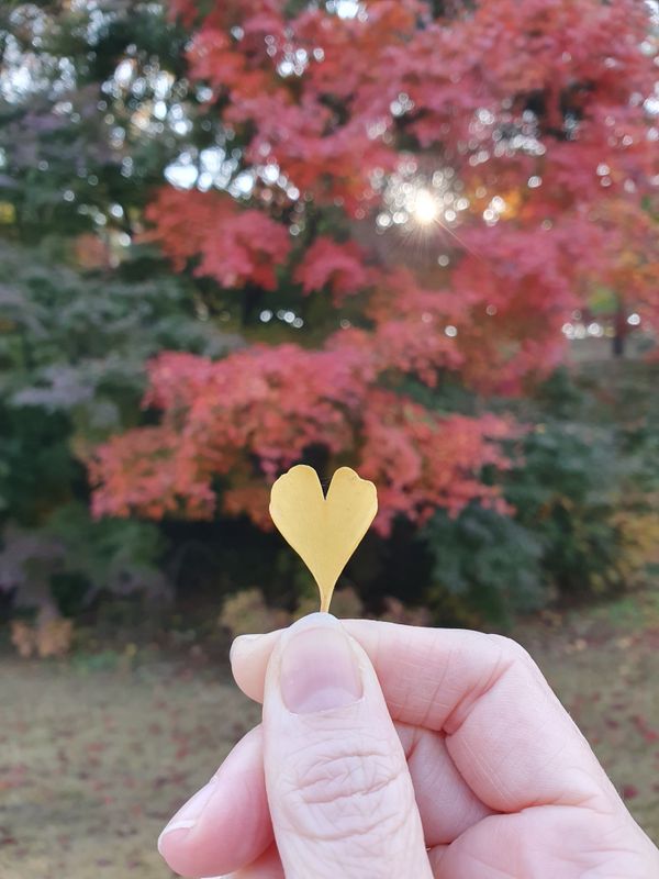 Autumn leaf projections came out today! photo