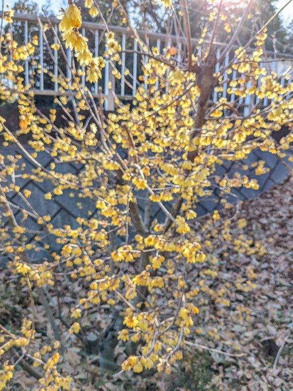 Winter flowers in Japan: wintersweet (robai) photo