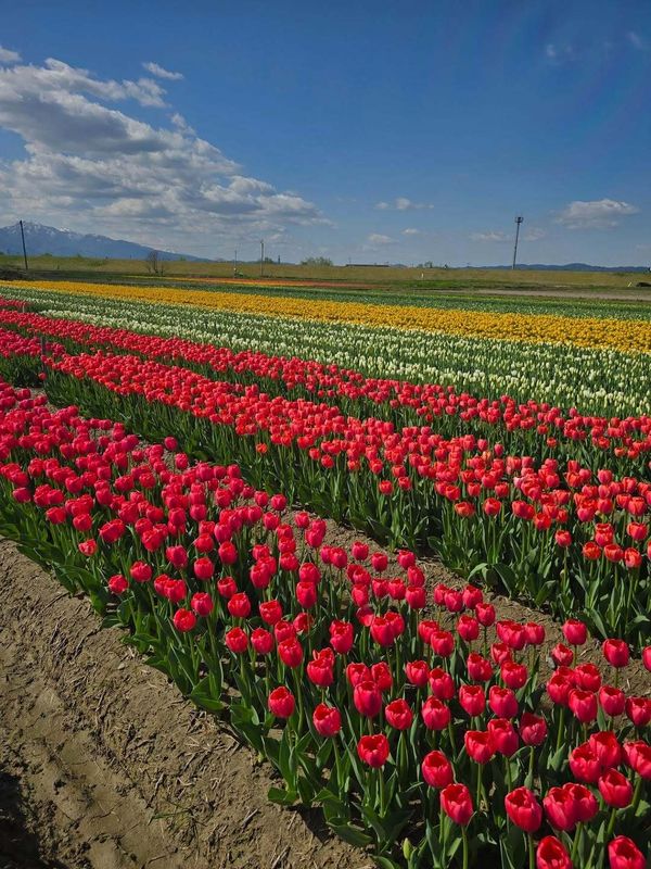 Go go go to Gosen for their tulip festival! photo