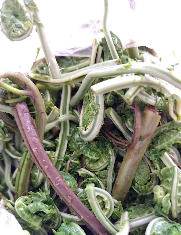 Grateful for sansai photo