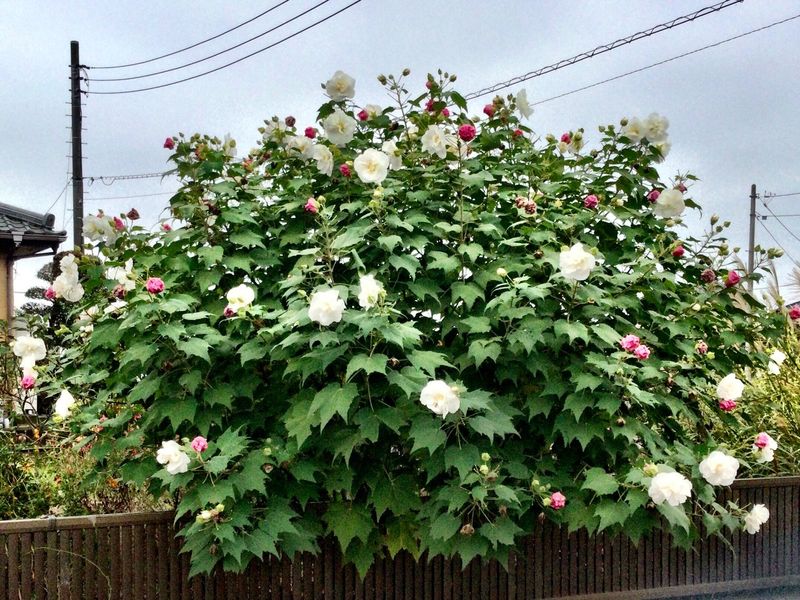 Abutilon blooming in October  photo