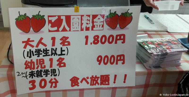 Strawberry Picking in Ichigao (Kanagawa Prefecture) photo