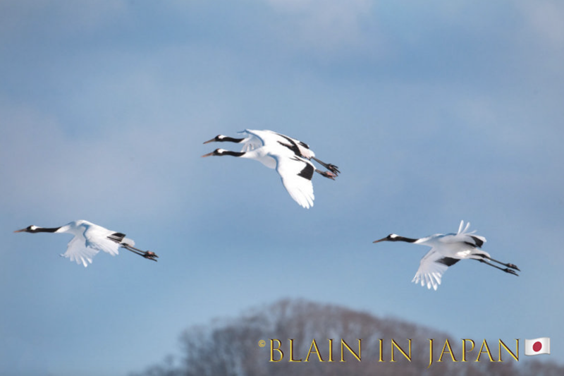 Red-crowned Cranes - Ainu Kamuy photo