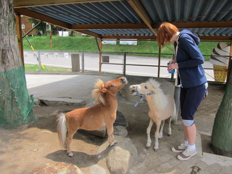 사쿠의 말 농장 (나가노) photo