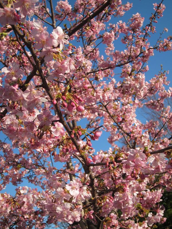 Cherry Blossom season already started with Kawazuzakura! photo