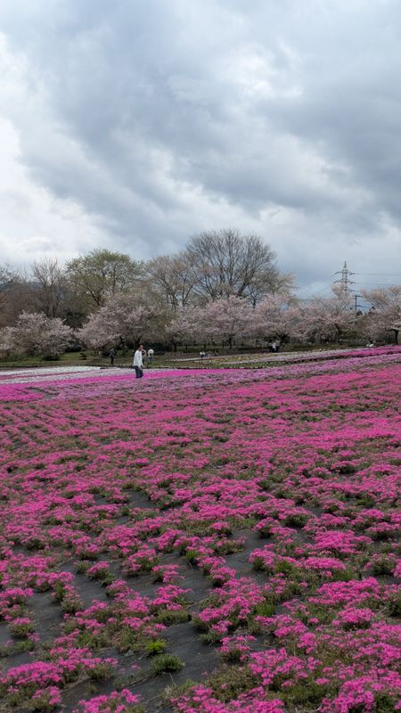 Festival report: Hitsujiyama Park's Shibazakura Festival photo